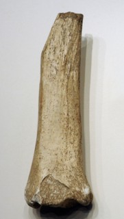 Diaphysis and distal epiphysis of horse tibia