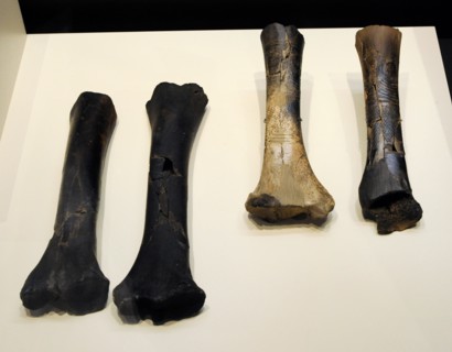Long bones for the elaboration of ocular idols