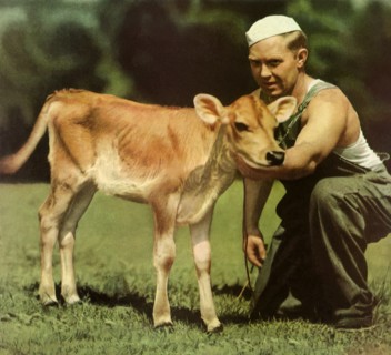 Man Tending a Calf