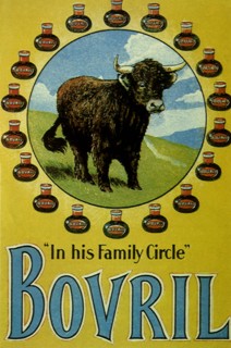 Shaggy Steer