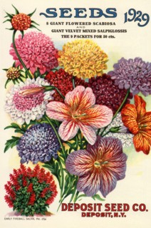 Variety of Flowers