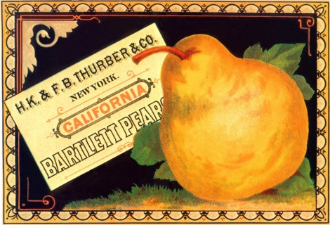 Pear Advertisement