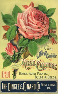 Roses Seed Packet