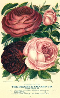 Four Pink and Red Roses