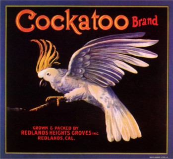 Cockatoo on Branch