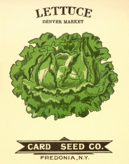Lettuce Seed Packet