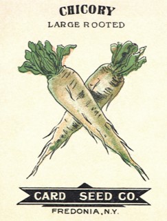 Chicory Seed Packet