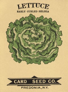 Lettuce Seed Packet