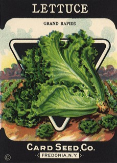 Lettuce Seed Packet