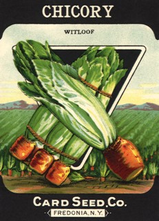 Chicory Seed Packet