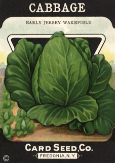 Cabbage Seed Packet