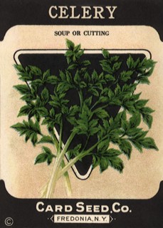 Celery Seed Packet