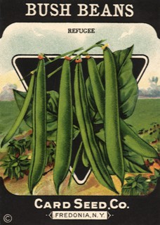 Bush Beans