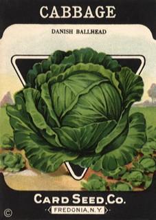Cabbage