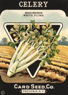 Celery