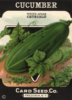 Cucumber
