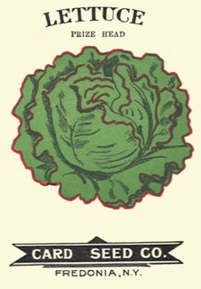 Lettuce