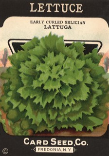 Lettuce