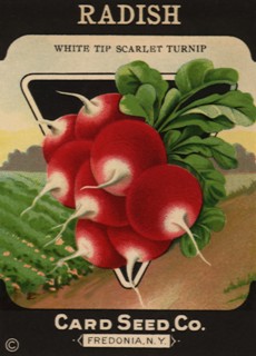 Radish