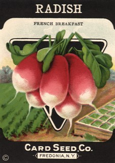 Radish