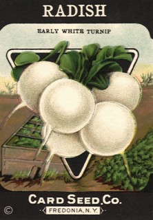 Radish