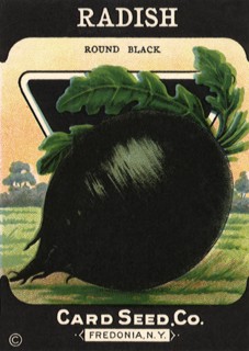 Radish