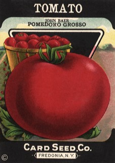 Tomato