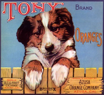Tony Brand