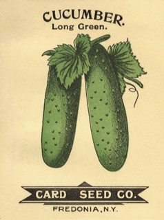 Cucumber Seed Packet