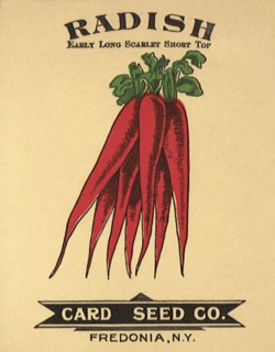 Radish Seed Packet