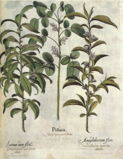 Plant Botanicals