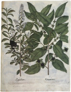 Botanical Plants