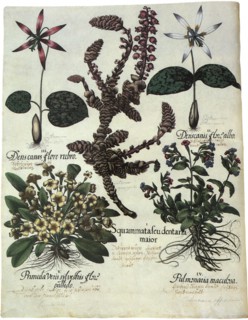 Botanical Assortment