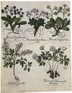 Five Botanicals