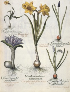 Flowers and Bulbs