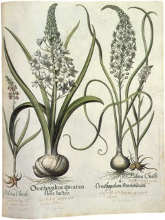 Flowers From Bulbs