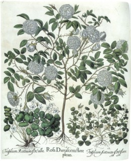 Flowering Plants