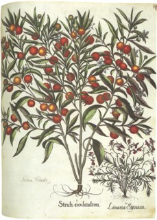 Fruit and Flowers