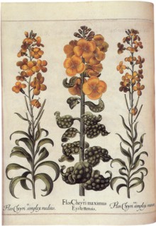 Plants with  Yellow Blooms