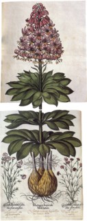 Bulb Plant with Flowers