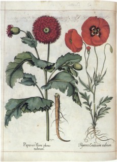 Poppies with Scarlet Blooms