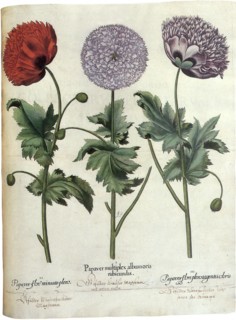 Poppies, Papaver hortensis