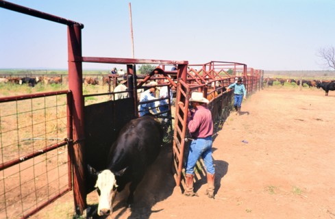Authentic American Cowboys: 1990s Cowboys in the American west during spring branding time on a ranch near Clarendon Texas circa 1998. .