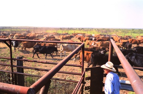 Authentic American Cowboys: 1990s Cowboys in the American west during spring branding time on a ranch near Clarendon Texas circa 1998. .