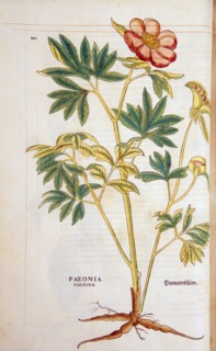 Hand-colored woodcut of the poeny plant, showing the stalks, leaves, flowers, bulbs, and roots circa 1542.