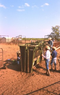 Authentic American Cowboys: 1990s Cowboys in the American west during spring branding time on a ranch near Clarendon Texas circa 1998. .