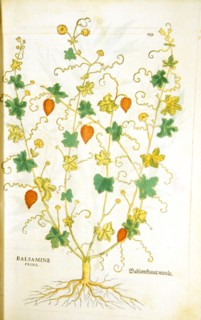 Balsamine prima / Balsamkraut menle - Hand-colored woodcut of the balsam plant circa 1542  .