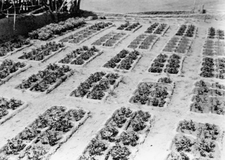 Edward S. Curits Native American Indians - Geometric gardens in a Zuni garden circa 1927.