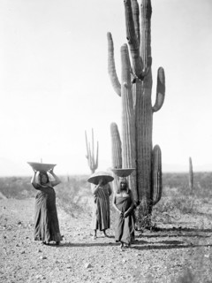 Edward S. Curits Native American Indians - Three Maricopa Indian women with baskets on their heads, standing by Saguaro cacti, gathering fruit circa 1907.