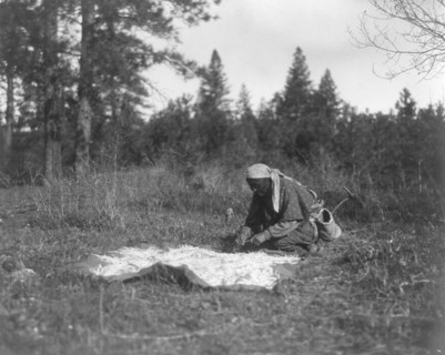 Edward S. Curits Native American Indians - Woman kneeling on ground, blanket spread out and covered with roots circa 1909 or 1910.